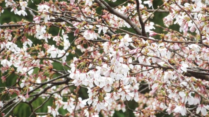 春に咲く樹木の花たち