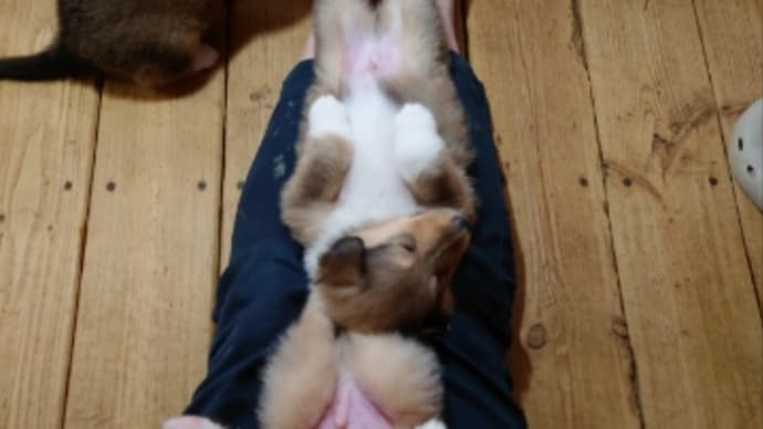 第二子犬部屋にて