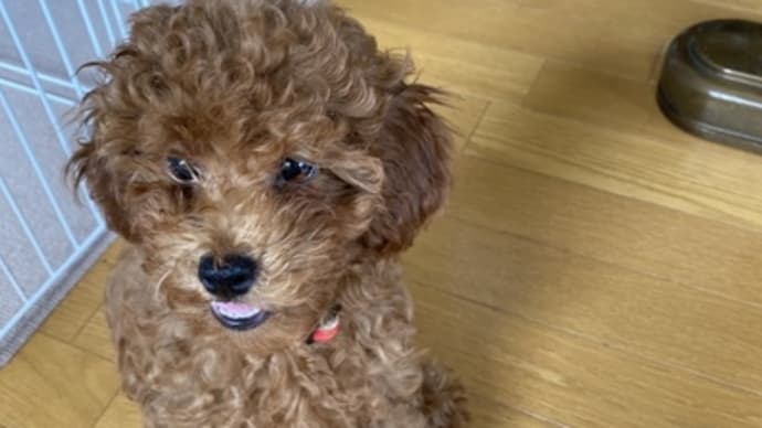 愛犬ヴァロ君