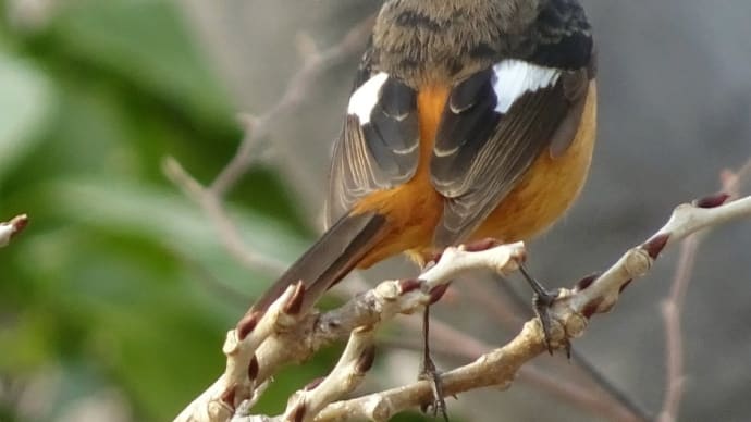 ウグイスカグラとジョウビタキ - デンパーク