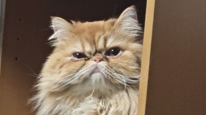 猫がいるいる幸せ🍀