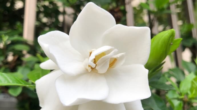 くちなしの花