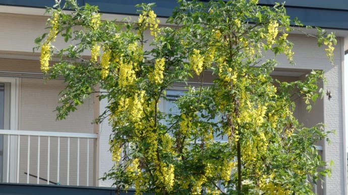 季節の植物