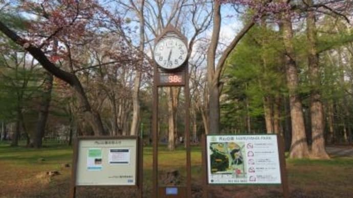 円山に登りました(48回目)