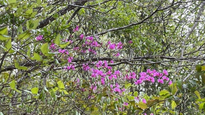 裏山に行って、花筏や1人静かの育ち具合をみてきました。