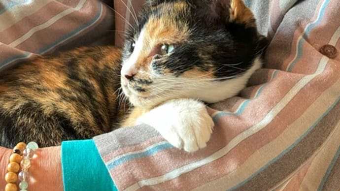 猫とばあちゃん