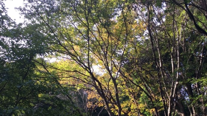 November, 四季の森