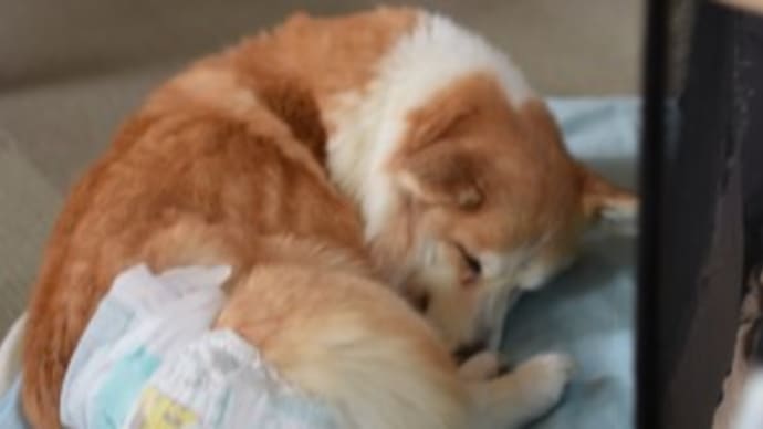 アニキの夢が叶うかな?