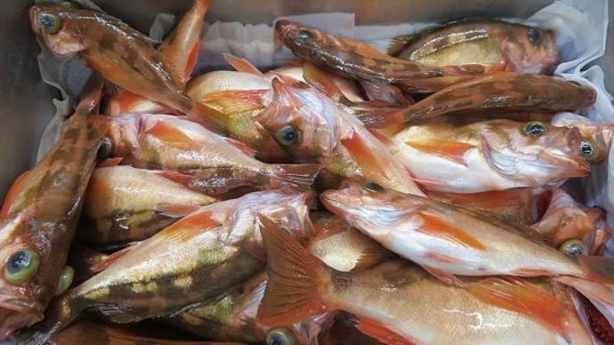 魚沼コシヒカリ新米、北海道新蕎麦，沖釣りメバルが届いた。