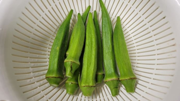 オクラのハマキムシ(ワタノメイガ)