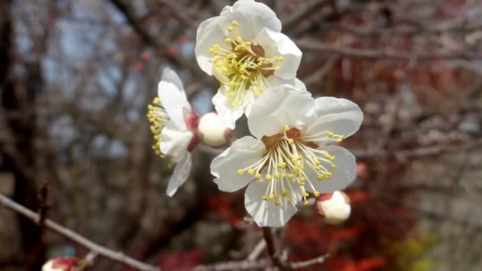 梅の季節が続いている