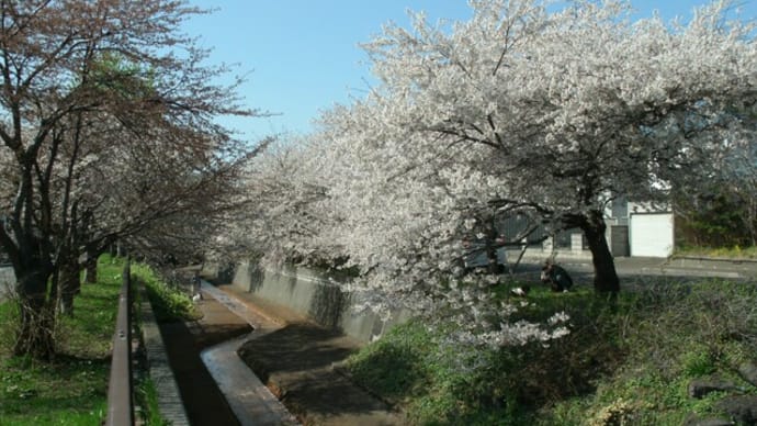 軽川さくら堤情報;番外編(旧軽川)