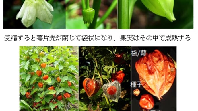通学路の木の実 ホオヅキ