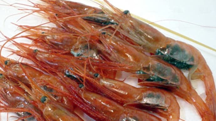 北国赤海老(ホッコクアカエビ)・甘海老(アマエビ)