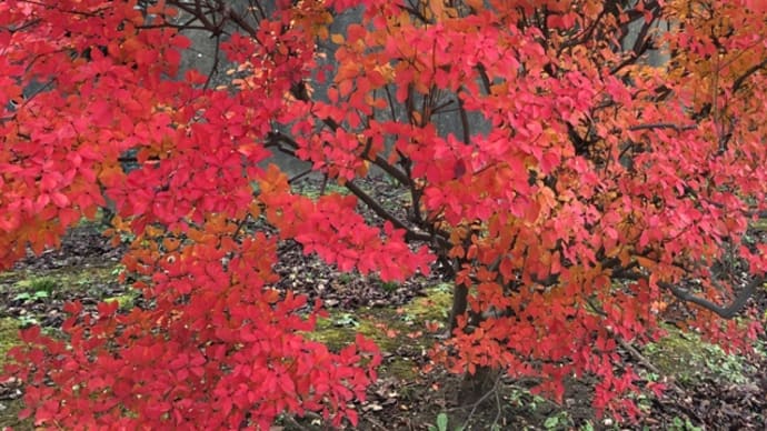 綺麗な紅色を見ながら。
