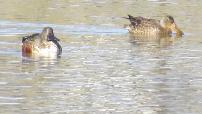 ハシビロガモ ぐるぐる