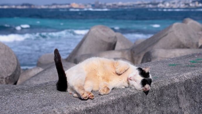 沖縄県の猫たち 2025年1月 その32