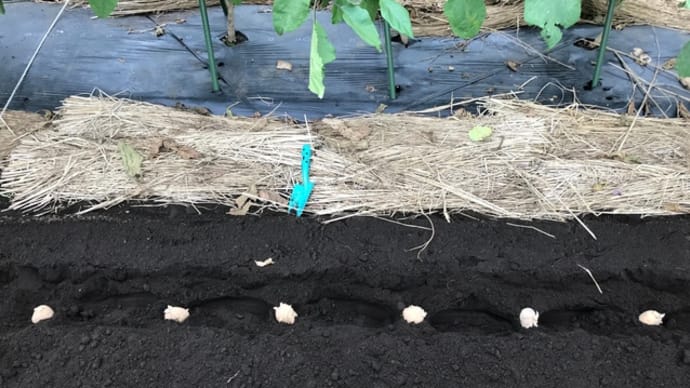 Hilo’s Farm ジャガイモの苗を植えました