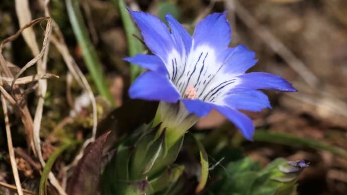 避暑を兼ねて六甲高山植物園へ