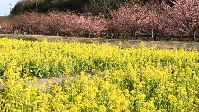 東大山河津桜 浜松市