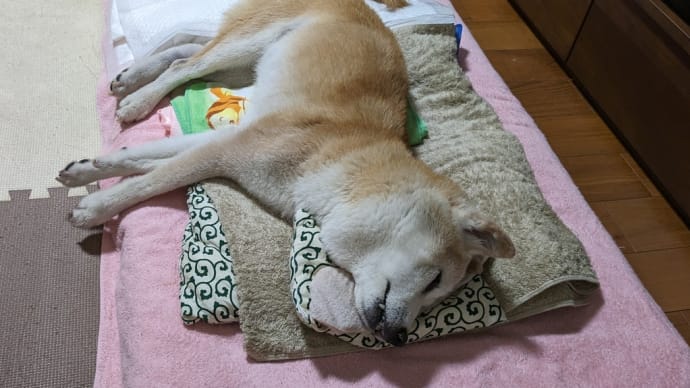 寝てばかりだねぇ・・
