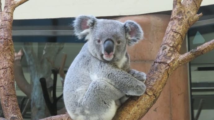 多摩動物公園のコアラ「ニシチ」2歳で天国へ