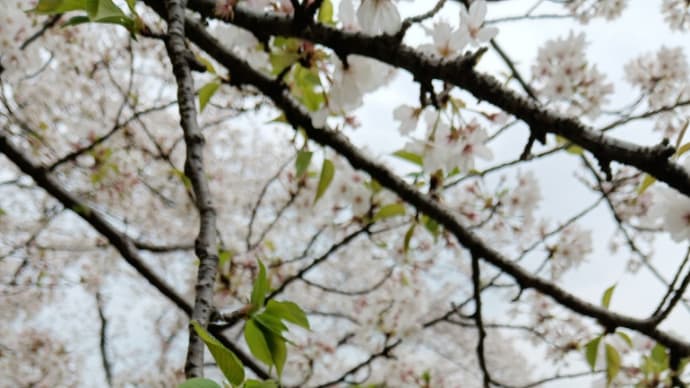 ◇◇◇ 満開の桜とメタセコイア ♬