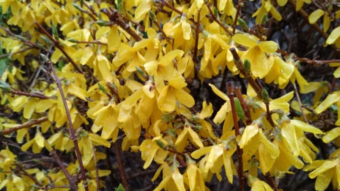 お花、大好き