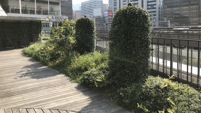 テイカカヅラの円柱型トピアリー