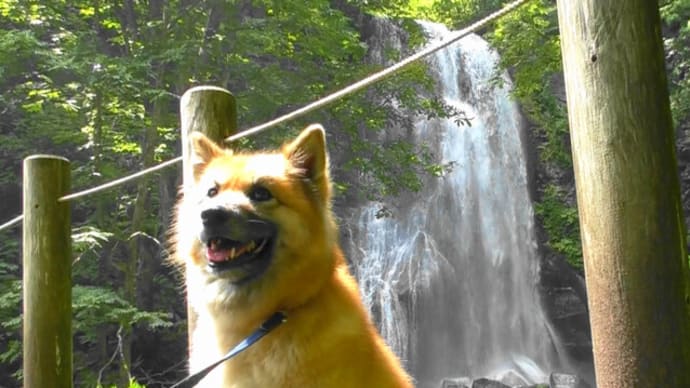 滝好きは やっぱり愛でに 行きまっせ/犬連れ 裏磐梯の旅7 小野川不動滝