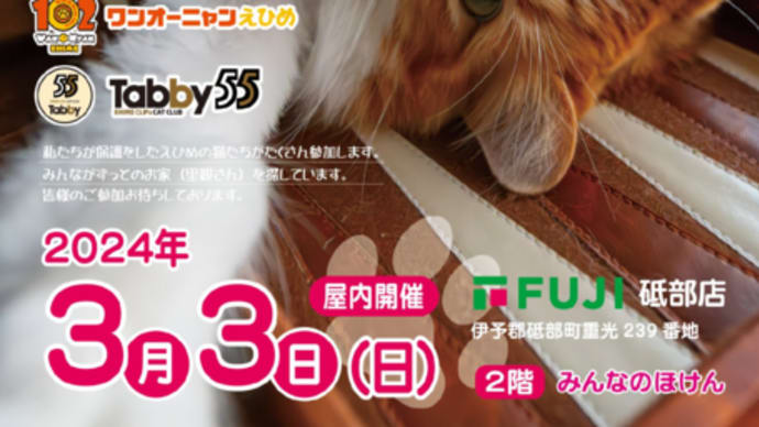 2024年3月3日ひな祭り 猫の譲渡会開催します!!