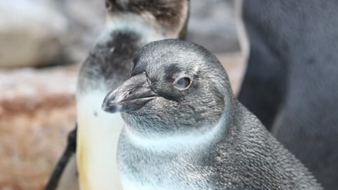 ペンギンの目を観察