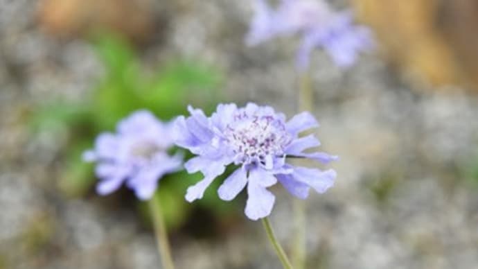 夏の想い出(その六、最終回)〜松虫草