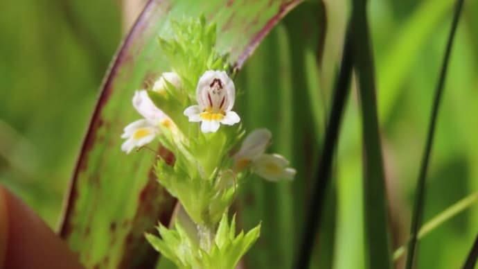 高ボッチ高原・鉢伏山の植物 タチコゴメグサ(立小米草)