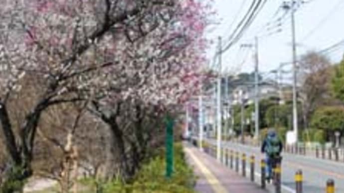 今年もまた梅の季節
