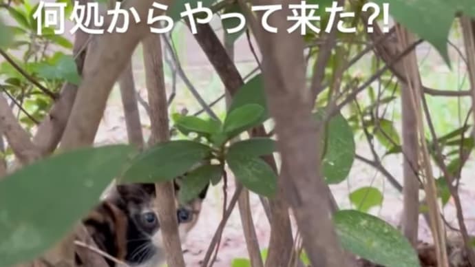 猫活記録_φ(・_・