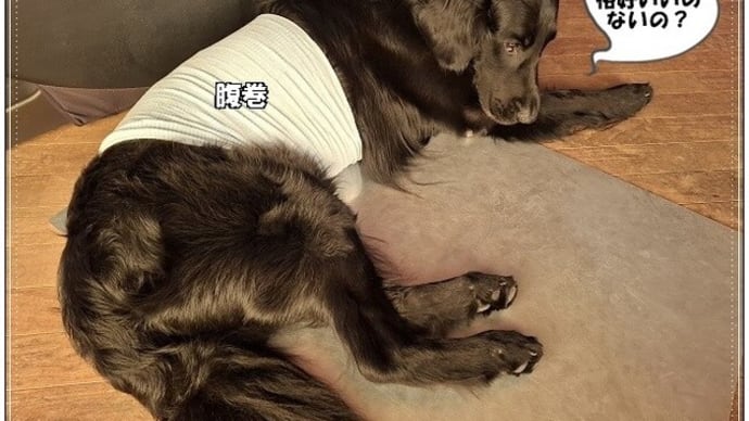 腹巻