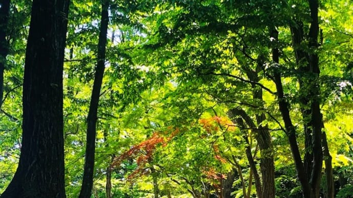 みどりの日の”ぴ”🌲🐥🌳