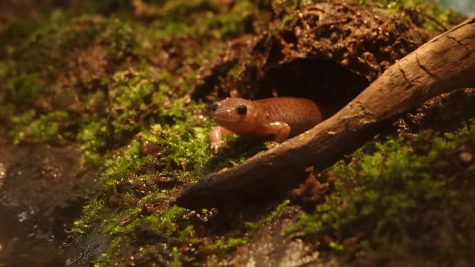 トウキョウサンショウウオさん☘️