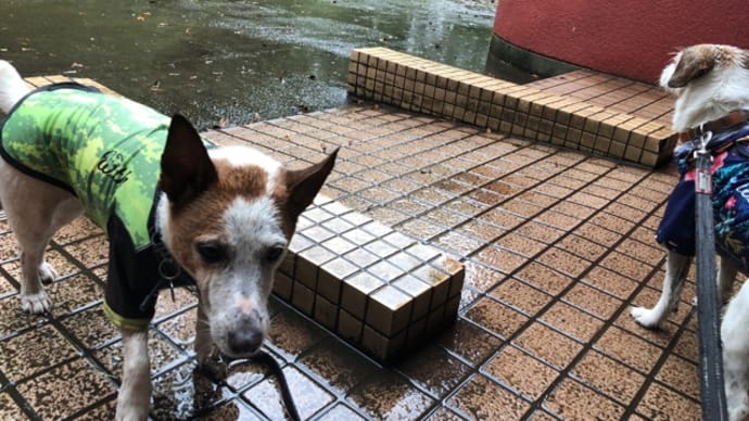 梅雨どきの散歩〜シャクジョウソウなのか?
