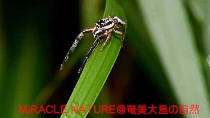 ミナミヤハズハエトリ♂