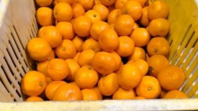 最後の早生みかん