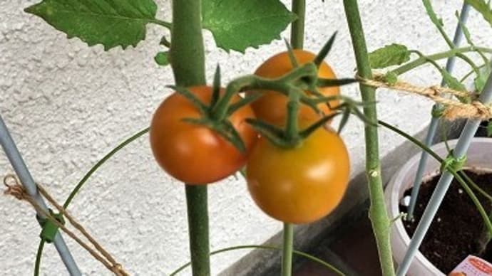 「苗からミニトマト」・・・3日間の観察記録(落ちた緑の実も熟成中)(^^)