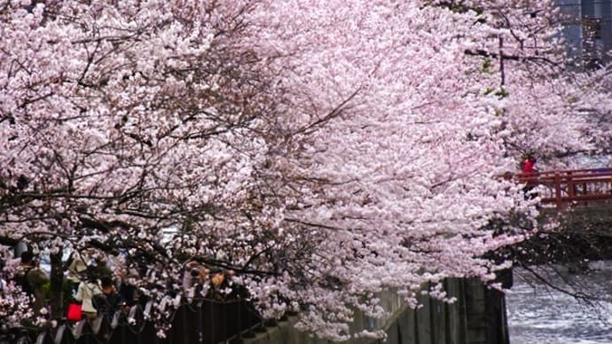 「桜まつり2024」／大岡川（横浜）