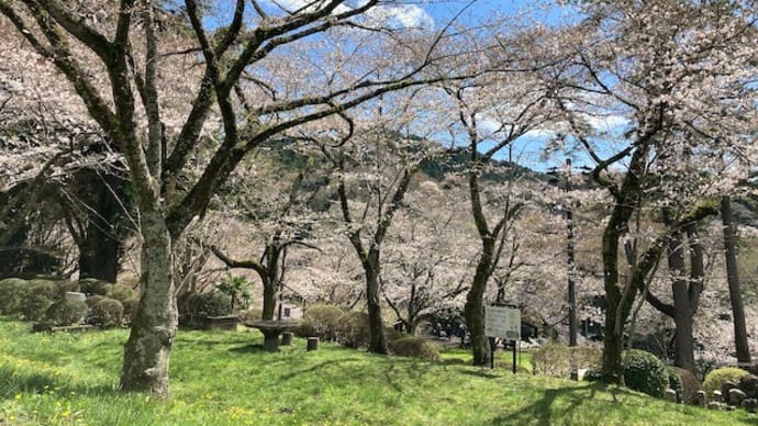 桜淵公園の桜