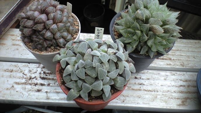 ハオルシアの植え替えです