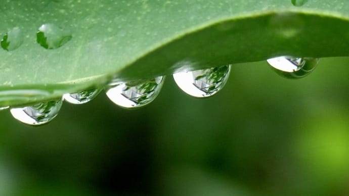 雨上り
