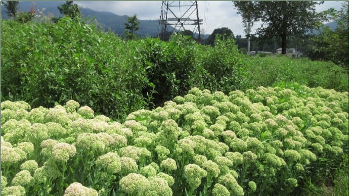 田んぼアート中山盆地に咲く花