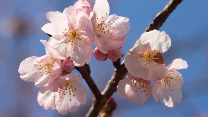 安行寒桜と菜の花