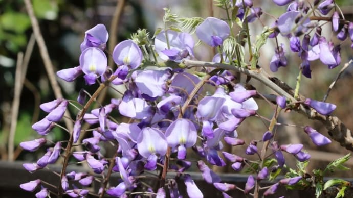 野は春の花で花盛りです